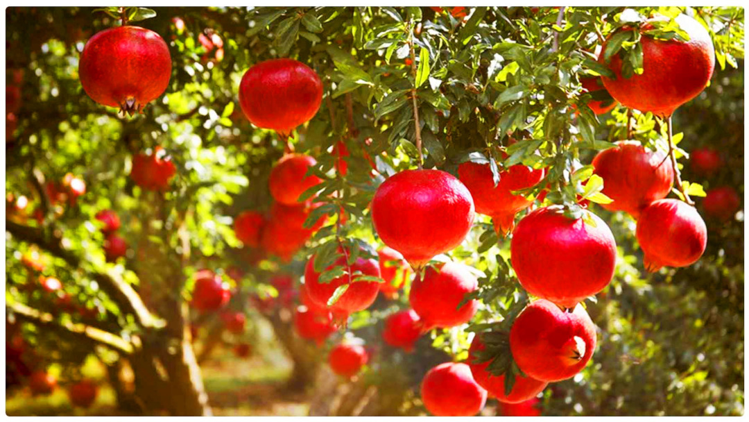 Pomegranate Fields